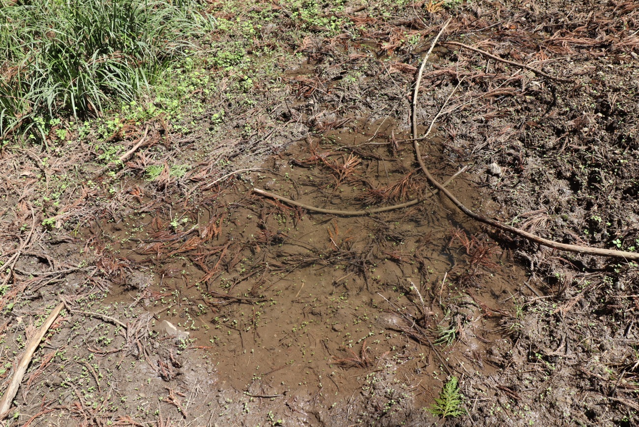 里山 H 山際のほんの一時的に出来た水溜まり _2022年4月6日 11時4頃_気温17度